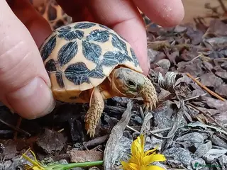 Tortoise reptiles INDIAN STAR BABIES UK BRED AUGUST 2025 - Advert 6