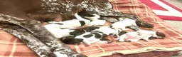 German Shorthaired Pointer dogs for sale: German Shorthaired Pointer Puppies - Advert 4