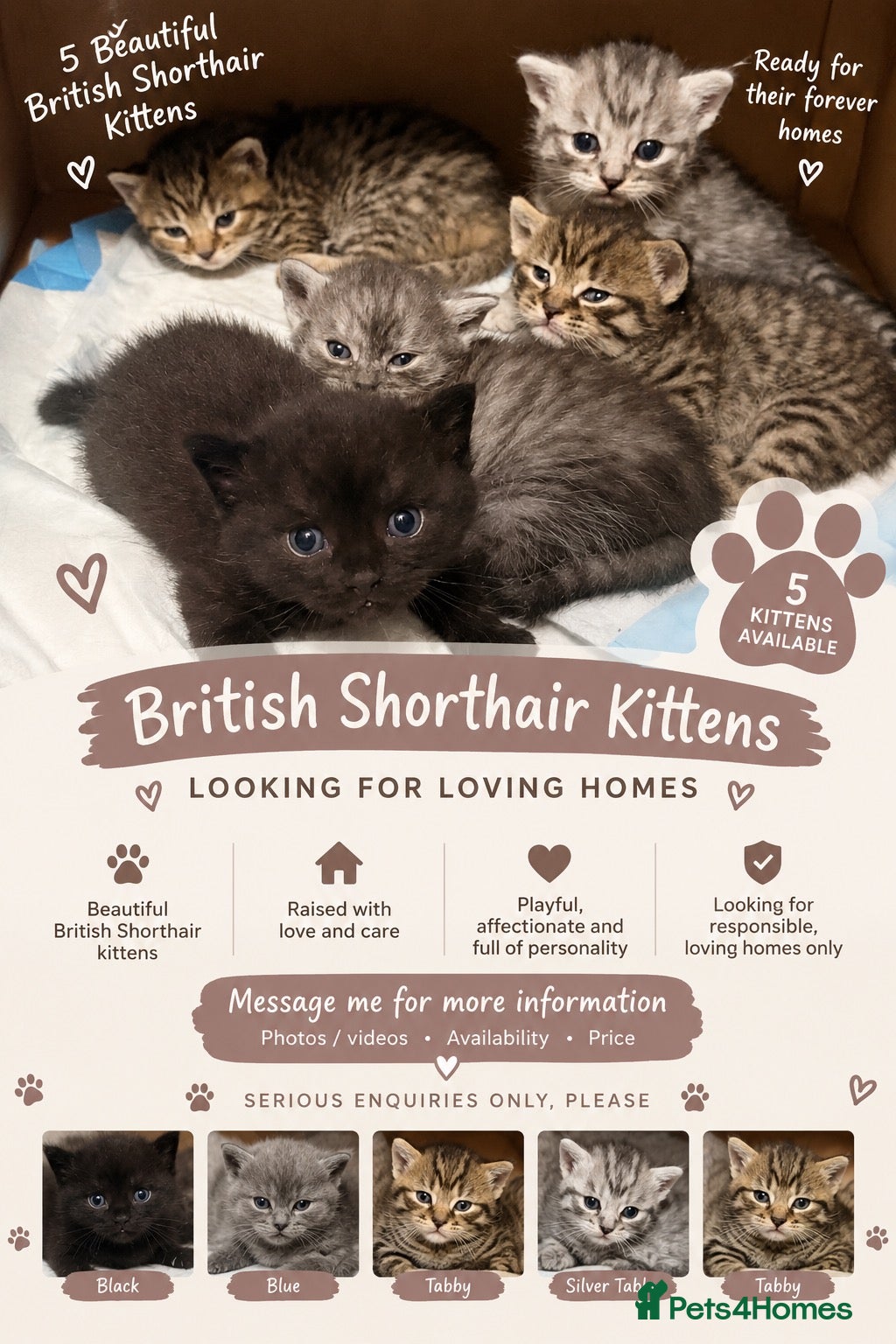 British Shorthair cats BEAUTIFUL BRITISH SHORTHAIR KITTENS  - Advert 1