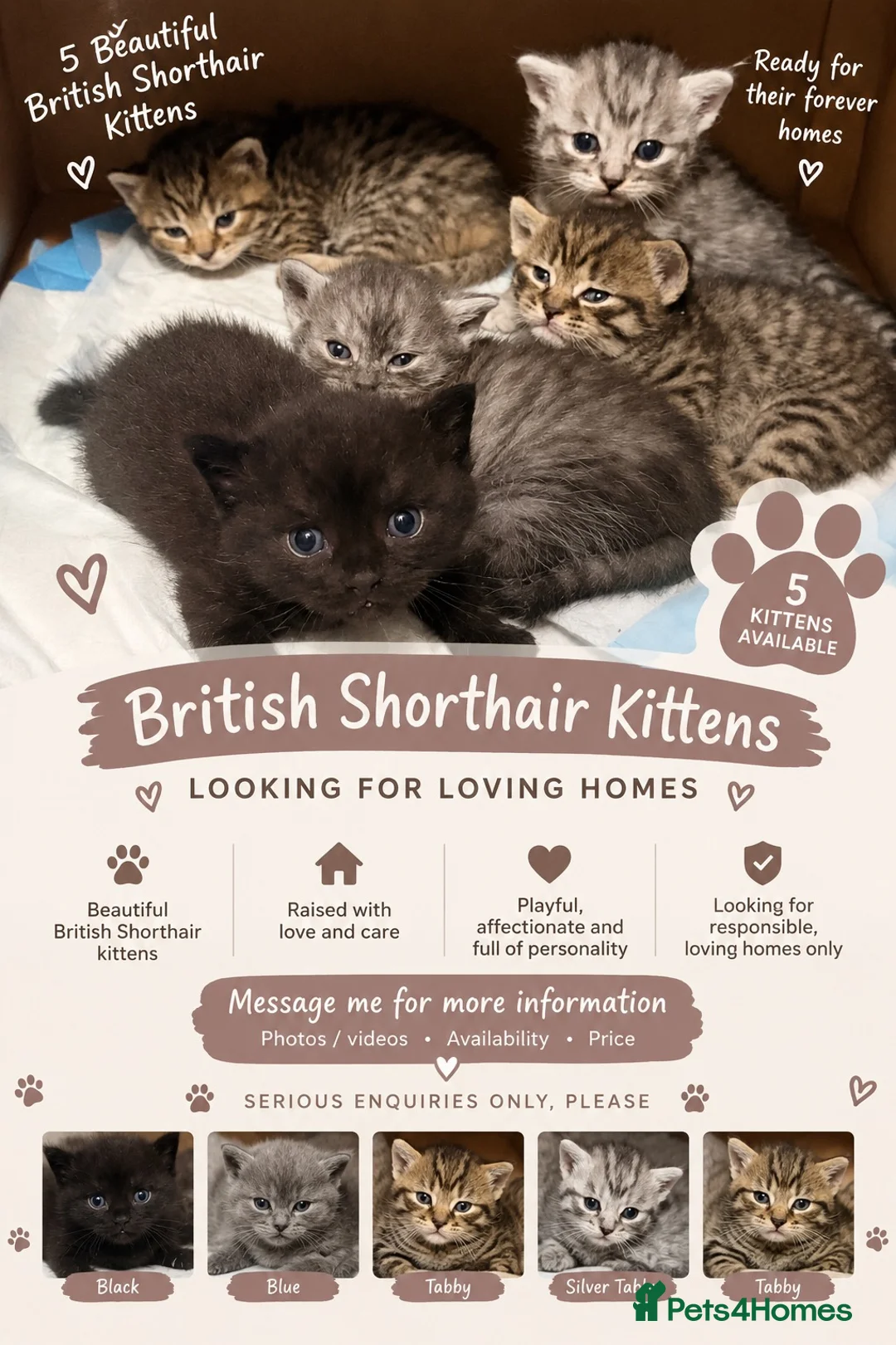 British Shorthair cats for sale: BEAUTIFUL BRITISH SHORTHAIR KITTENS  in London - Advert 1