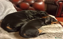 Miniature Dachshund dogs for sale: Miniature Dachshund Puppies  - Image 15