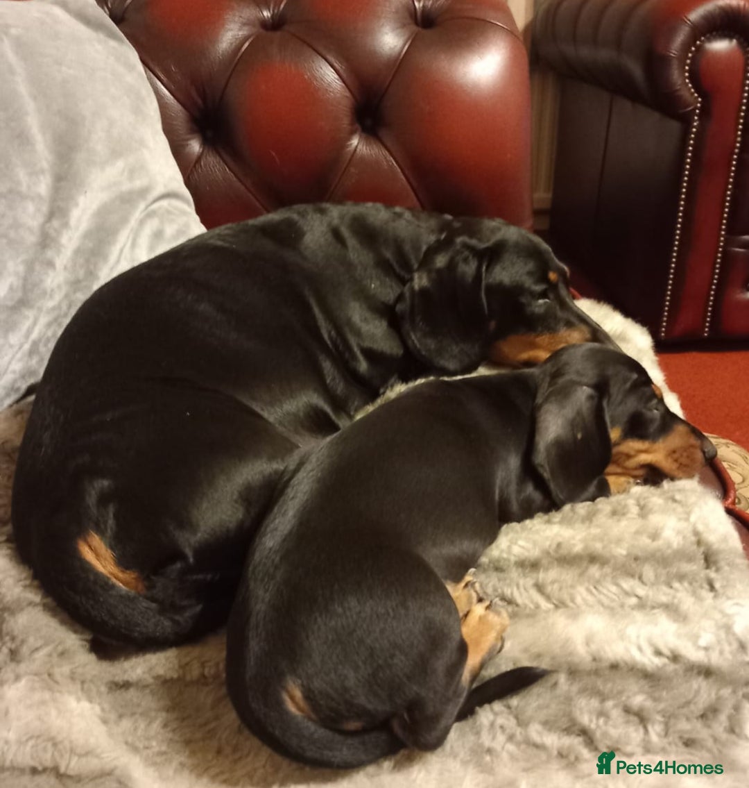 Miniature Dachshund dogs for sale: Miniature Dachshund Puppies  - Image 15