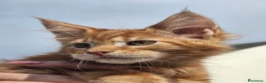 Maine Coon 2