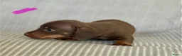 Miniature Dachshund dogs for sale: Miniature smooth coat dachshund puppies - Advert 24