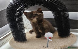 British Shorthair cats for sale: 🐾 British Shorthair Kittens – Ready Now 🐾 - Image 5