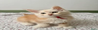 Red Collar