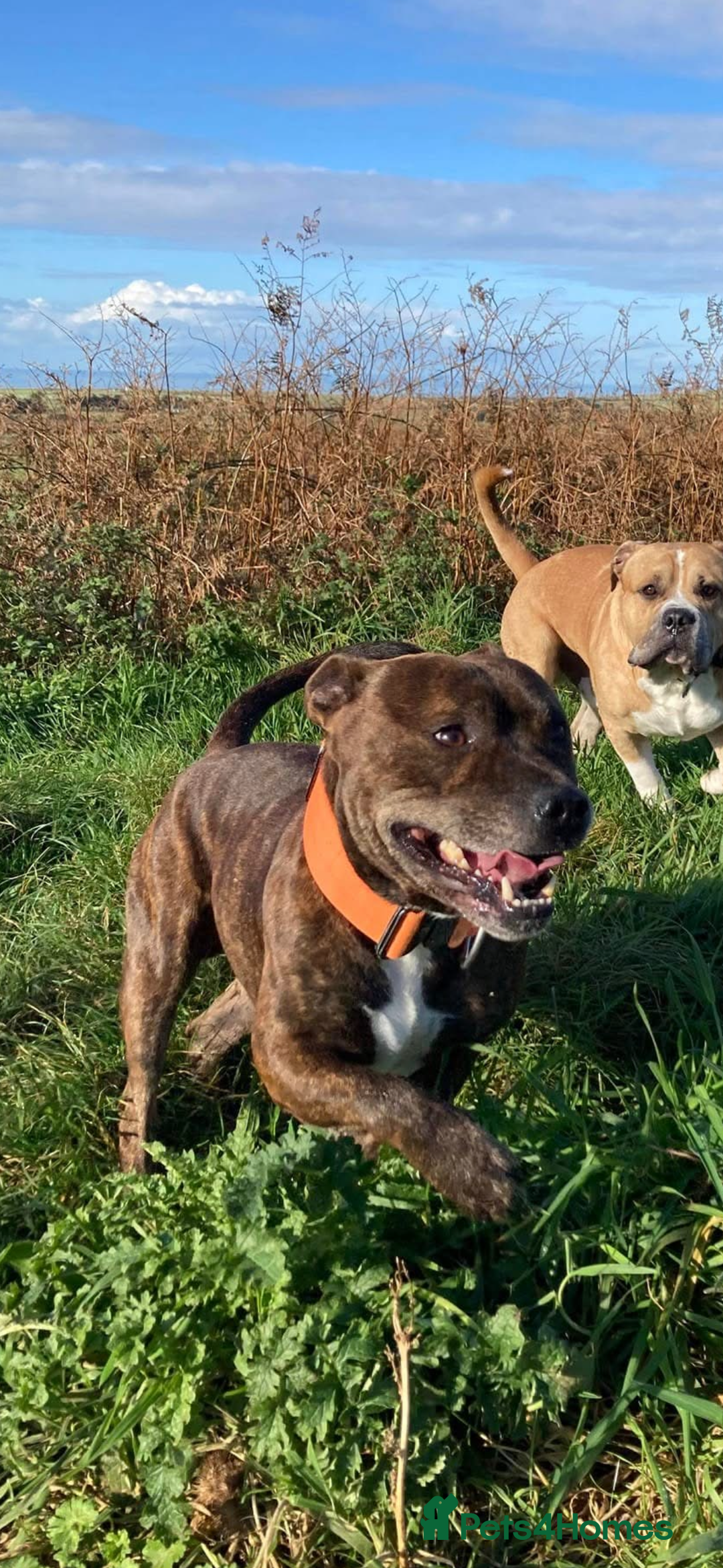 Staffordshire Bull Terrier dogs for sale: Two gorgeous puppies left  - Advert 8