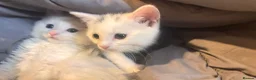 Mixed Breed cats for sale: 9 Loving Kits ready to go to their new homes - Advert 22
