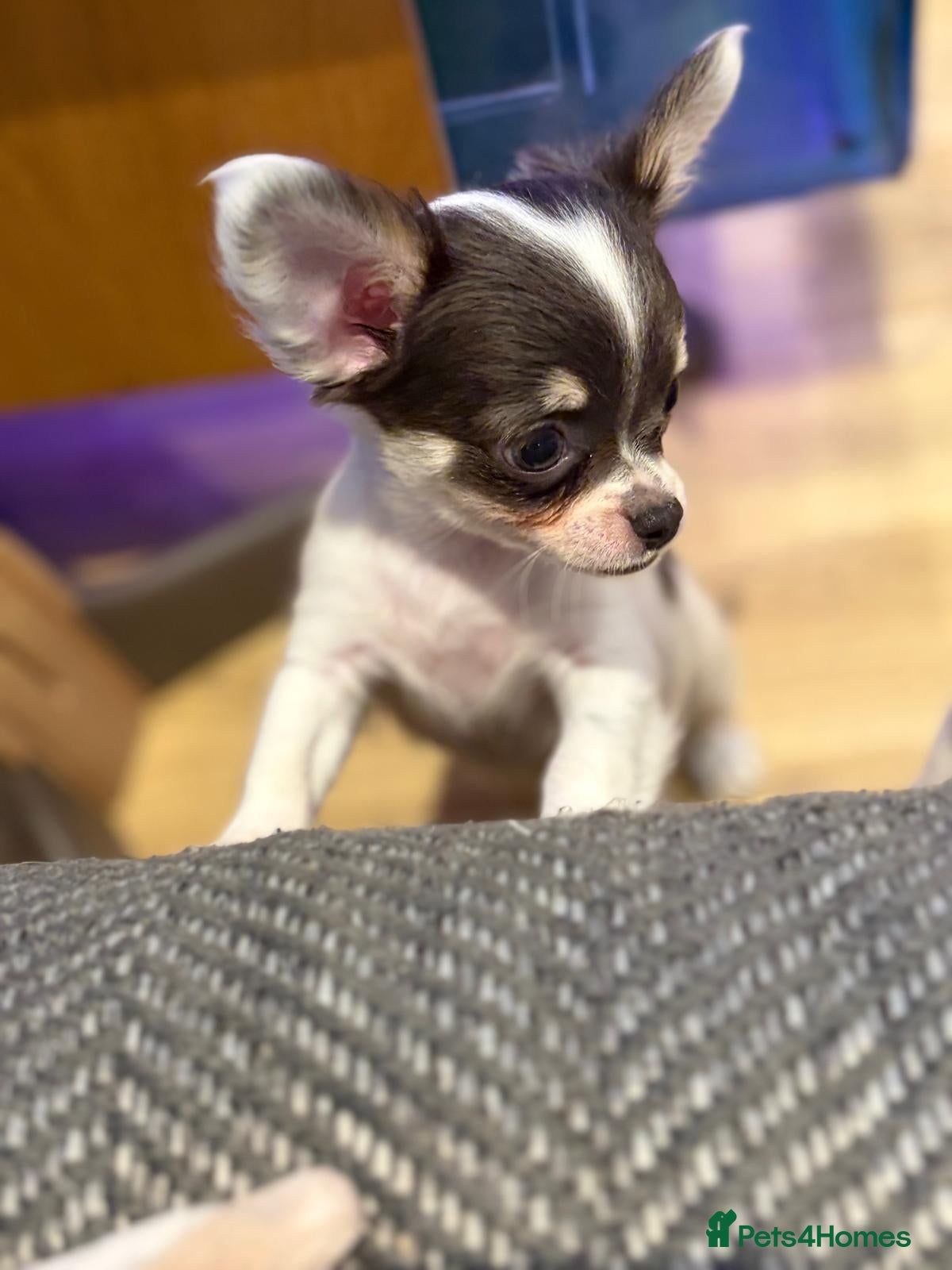 Chihuahua dogs KC Regd Chihuahua Pups parents fully health tested - Advert 2