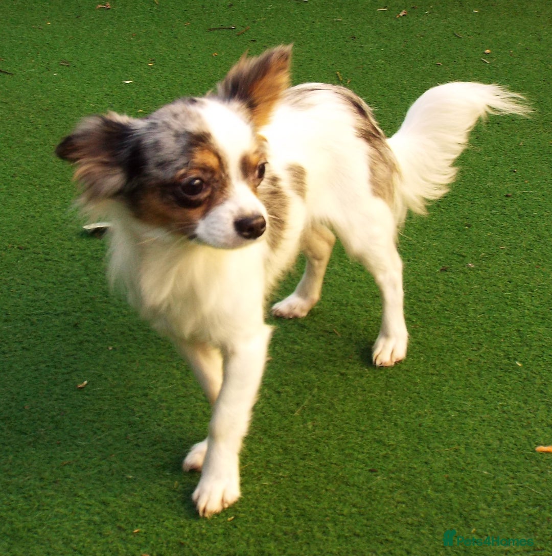 Mixed Breed dogs for sale: Chihuahua with a bit of French Bulldog puppies - Advert 21