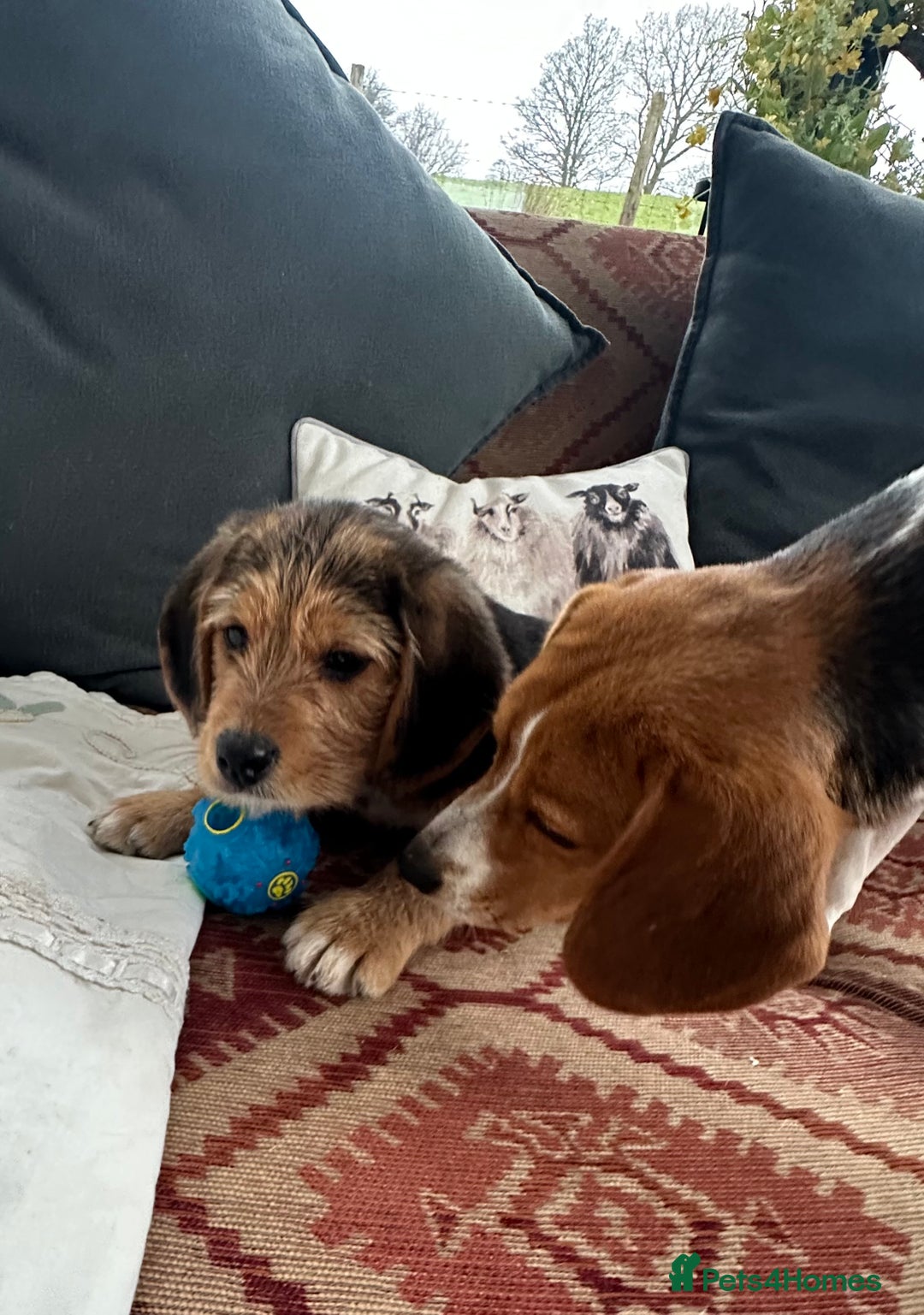 Mixed Breed dogs for sale: 🐾 Beautiful Cavapoo x Beagle Puppies 🐾 - Advert 17