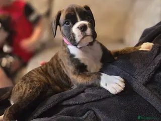 Boxer dogs 6 week old female boxer puppy - Advert 5