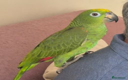 Parrots birds for sale: 5 months old Yellow Crown - Image 2