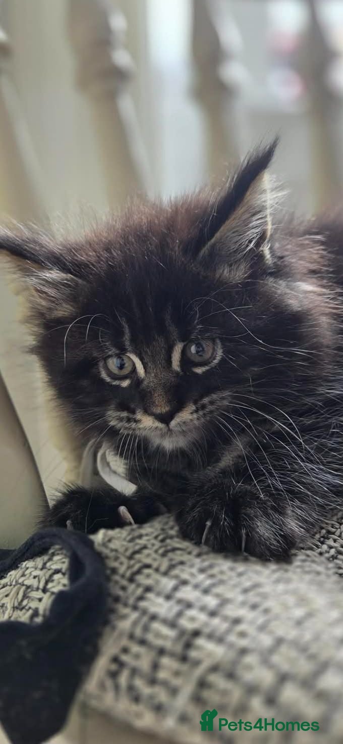Maine Coon cats TICA REGISTERED MAINE COONS - Advert 1