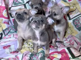Chihuahua dogs Chihuahua Puppies💝 - Advert 1