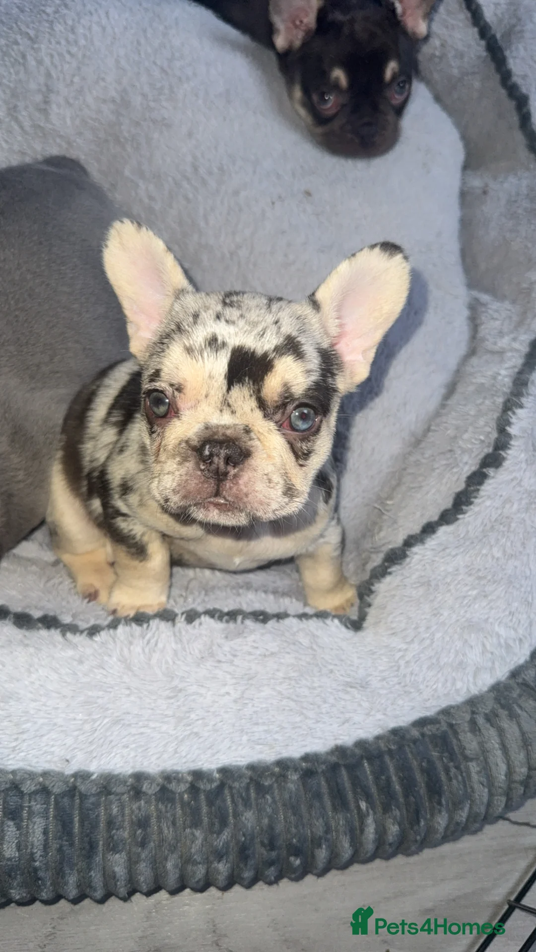 French Bulldog dogs for sale: ✨PRICE DROP!🐾3 Beautiful French Bulldog Puppies🐾 - Advert 13