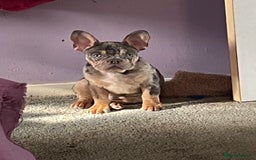 French Bulldog dogs for sale: Kc registered 12 week old French. Bulldogs  - Image 40