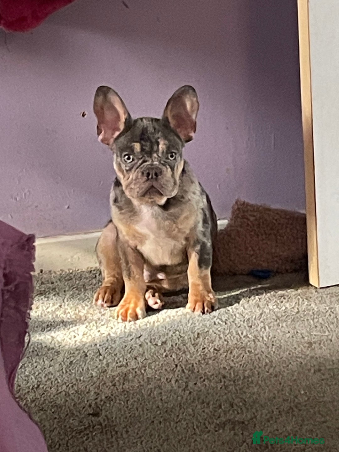 French Bulldog dogs for sale: Kc registered 12 week old French. Bulldogs  - Image 40