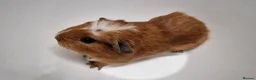 Guinea Pig rodents for sale: California x male and female Guinea pig babies  - Advert 13
