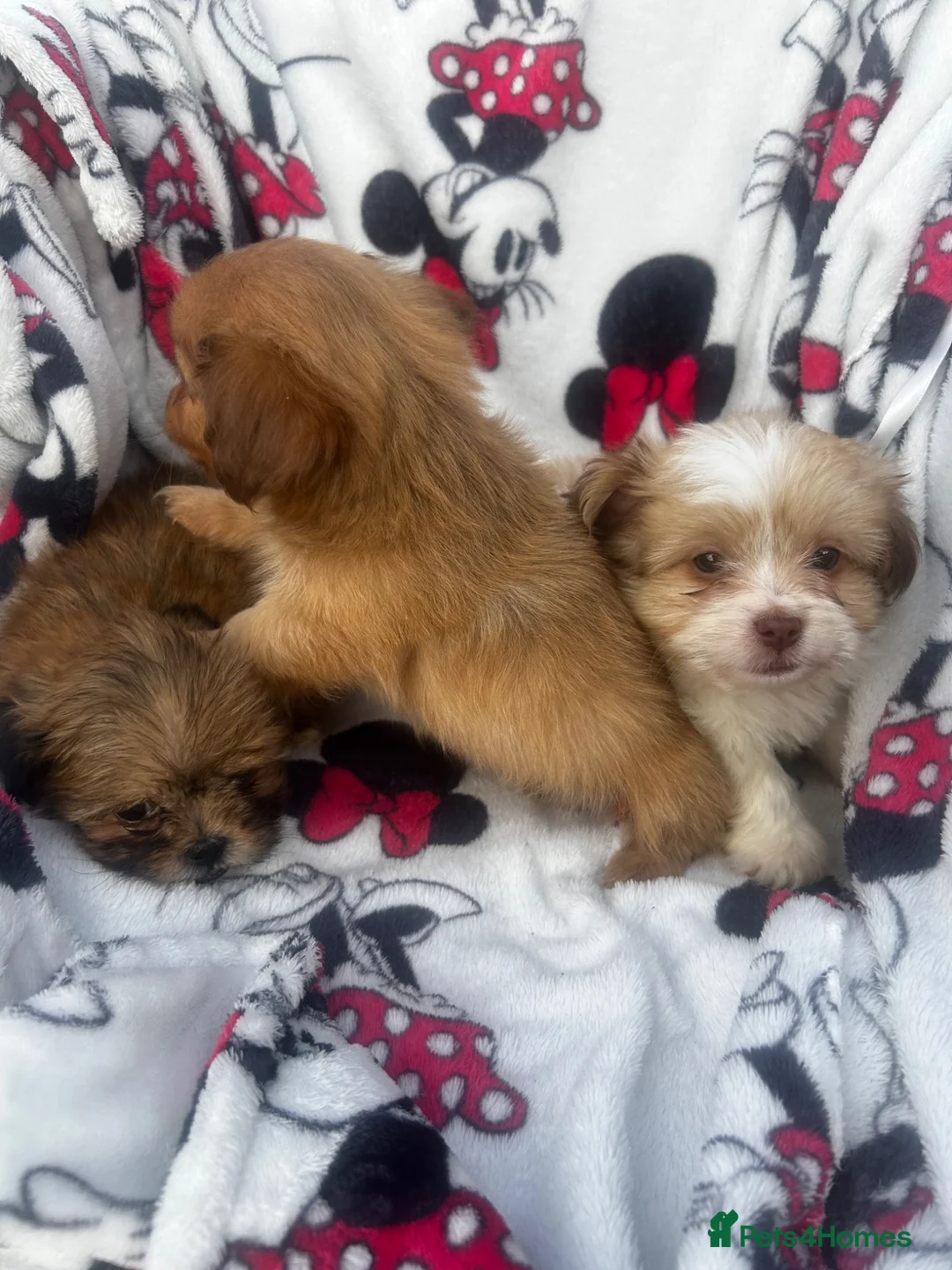 Shih Tzu dogs for sale: Imperial Shih Tzu puppies - Advert 14