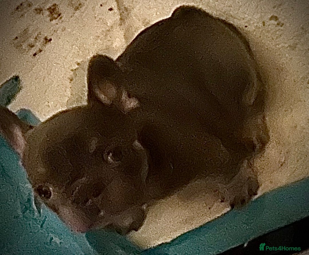 French Bulldog dogs for sale: French Bulldog Puppies  - Advert 8