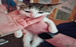 Mixed Breed cats for sale: 5 beautiful kittens  - Image 7