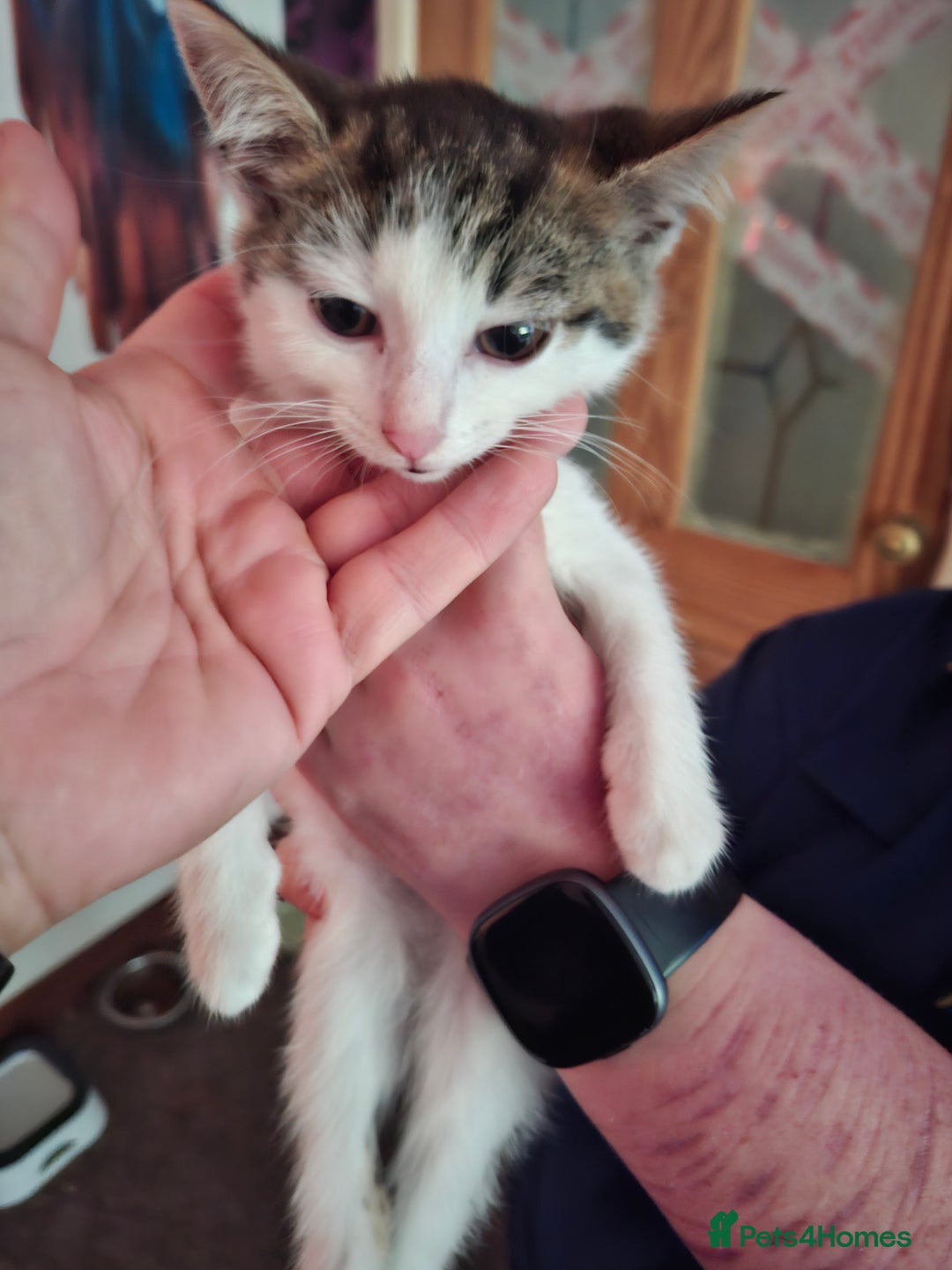 Mixed Breed cats for sale: 5 beautiful kittens  - Image 7