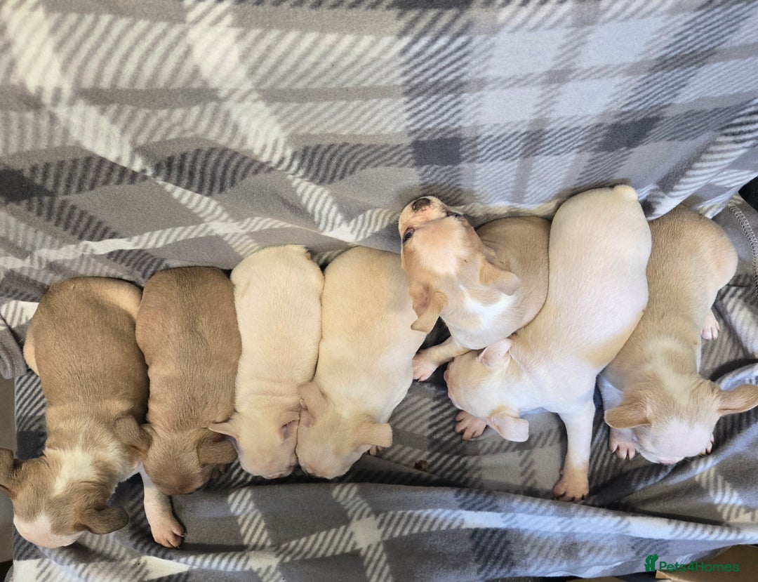 French Bulldog dogs for sale: French bulldog pups pink/fluffy READY NOW - Image 11