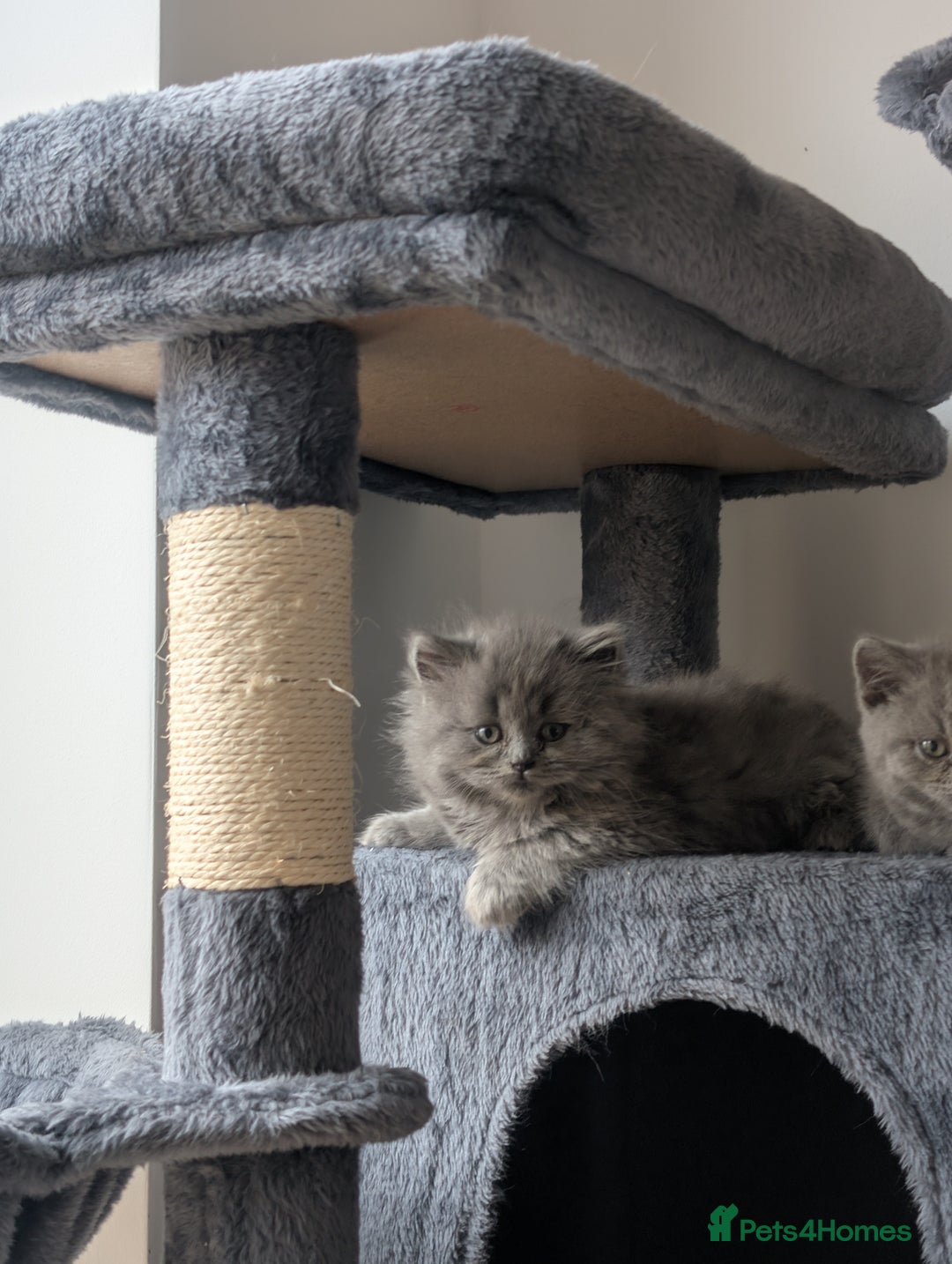 British Shorthair cats for sale: GCCF British Shorthair & longhair kittens - Image 9
