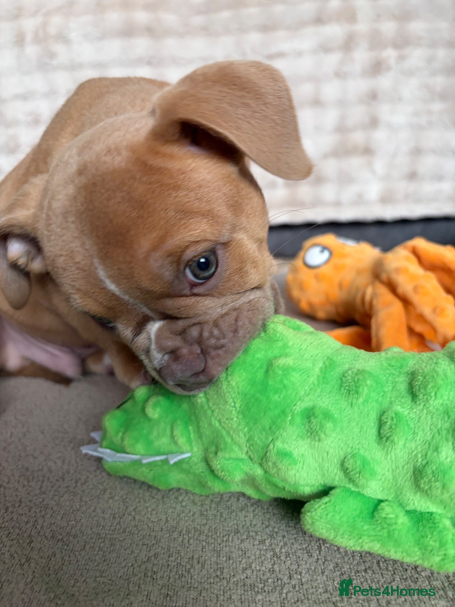 Olde English Bulldogge dogs Olde English bulldog puppies  - Advert 1