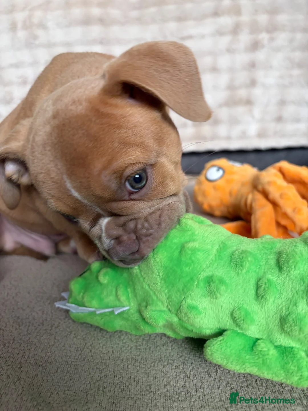 Olde English Bulldogge dogs for sale: Olde English bulldog puppies  - Advert 1