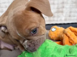 Olde English Bulldogge dogs Olde English bulldog puppies - Advert 1