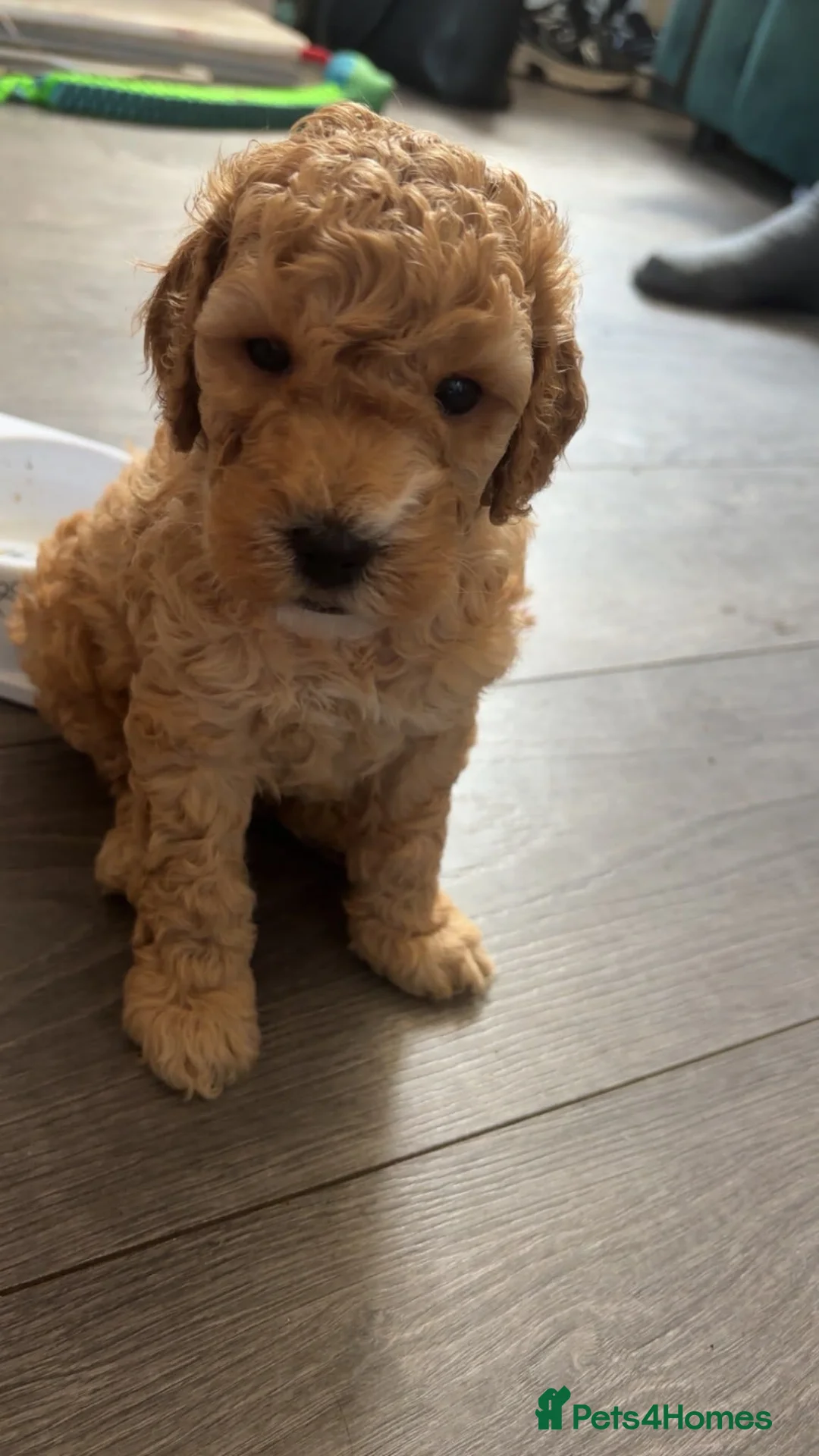 Cockapoo dogs for sale: ***BEAUTIFUL F2 COCKAPOOS*** in Bingley - Advert 17