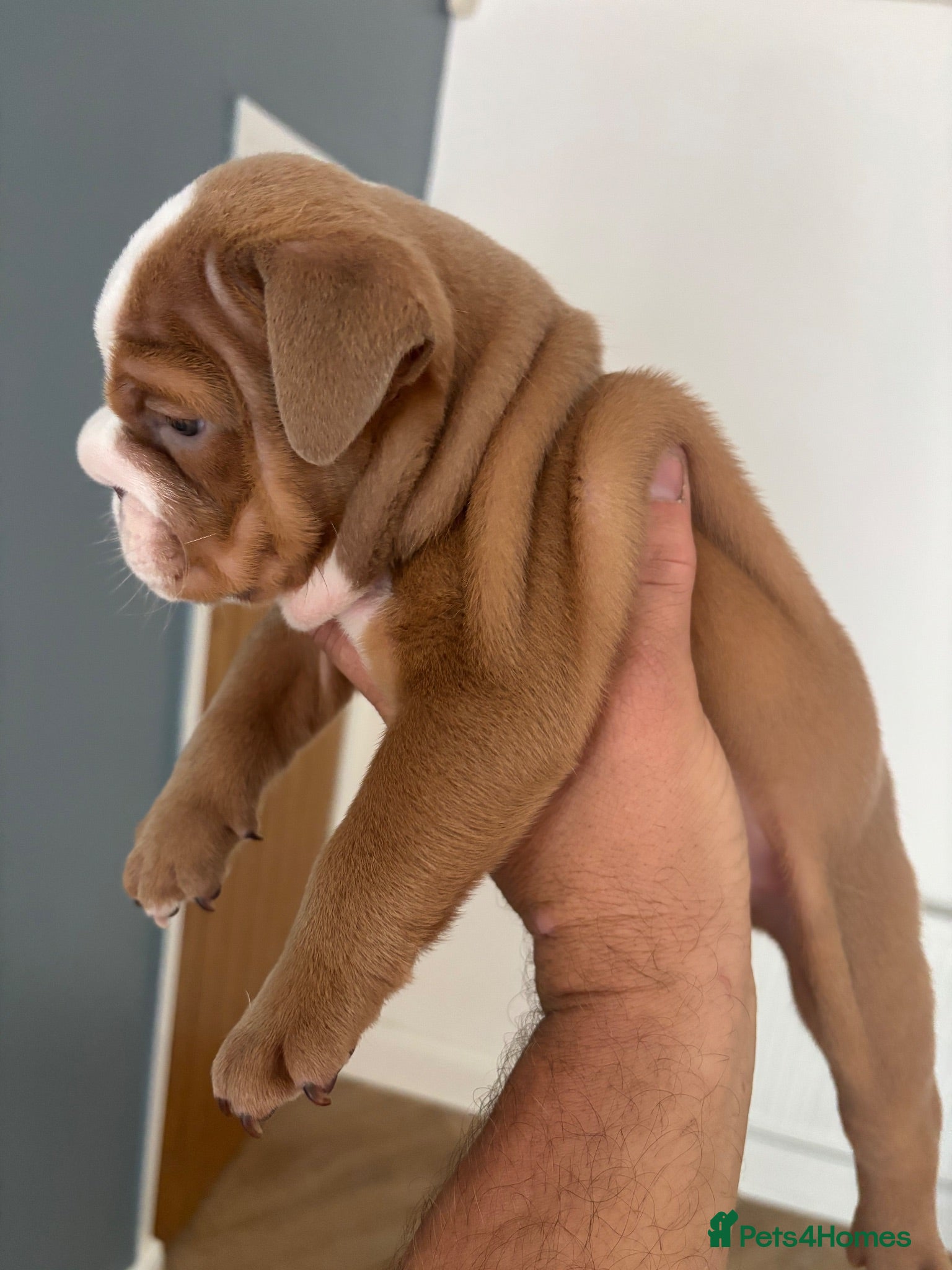 English Bulldog dogs 🍫Outstanding choc English bulldogs 🌟⭐️⭐️ - Advert 6