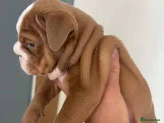 English Bulldog dogs 🍫Outstanding choc English bulldogs 🌟⭐️⭐️ - Advert 6
