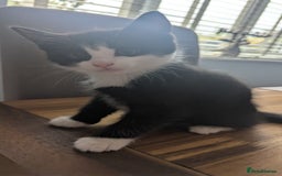 Mixed Breed cats for sale: **2 kittens left*** Beautiful litter - Image 12