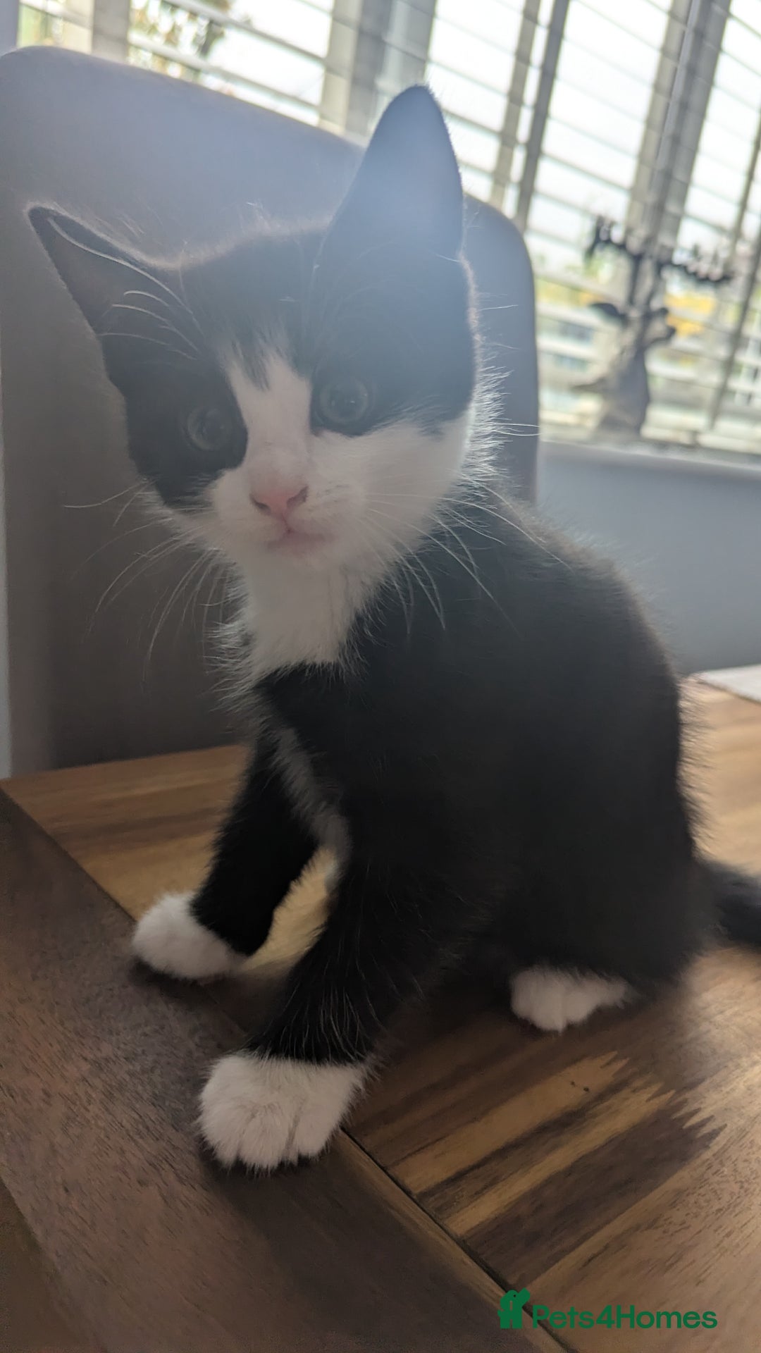 Mixed Breed cats for sale: **2 kittens left*** Beautiful litter - Image 12