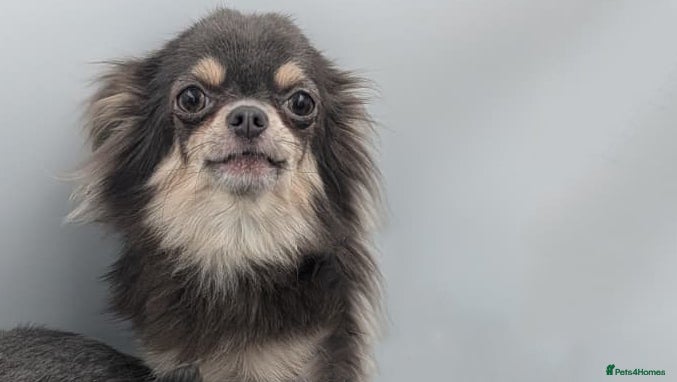 Chihuahua dogs Kennel Club Longhaired Chihuahua Puppies Blue KC - Advert 2