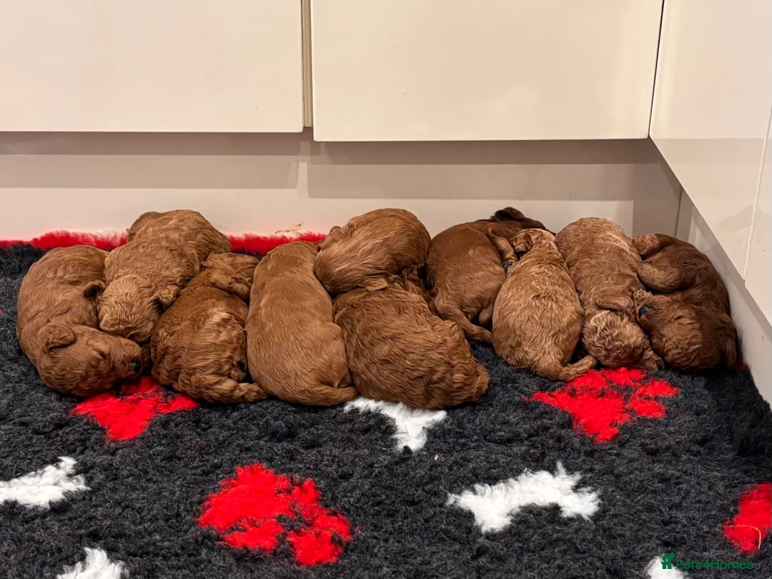 Cockapoo dogs for sale: Stunning F1B Cockapoos - Advert 16