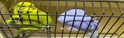 Budgerigars birds for sale: Young budgies for sale - Advert 2