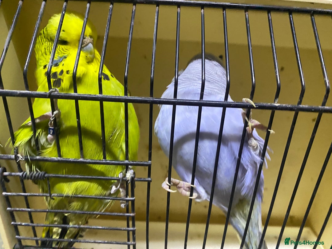 Budgerigars birds for sale: Young budgies for sale - Advert 2