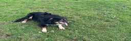 Border Collie dogs for sale: Tri Coloured Border Collie - Fly - Advert 2