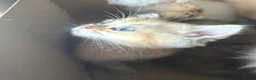 British Longhair cats for sale: Golden British longhair pure bloodline  - Advert 7