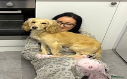 Cocker Spaniel dogs for sale: Ruby  - Image 2