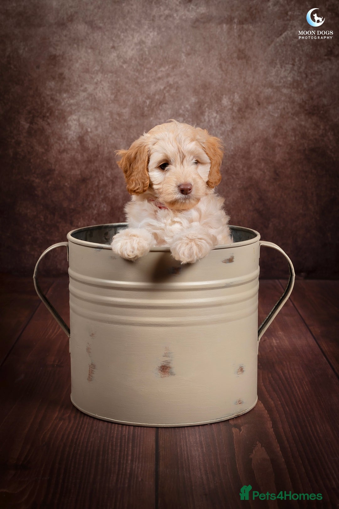 Cockapoo dogs for sale: **Ready Now**Miniature F1B Cockapoos  - Image 21