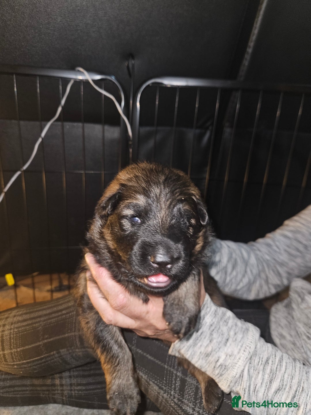 German Shepherd dogs for sale: 5 gorgeous german shepherd puppies for sale  - Advert 13