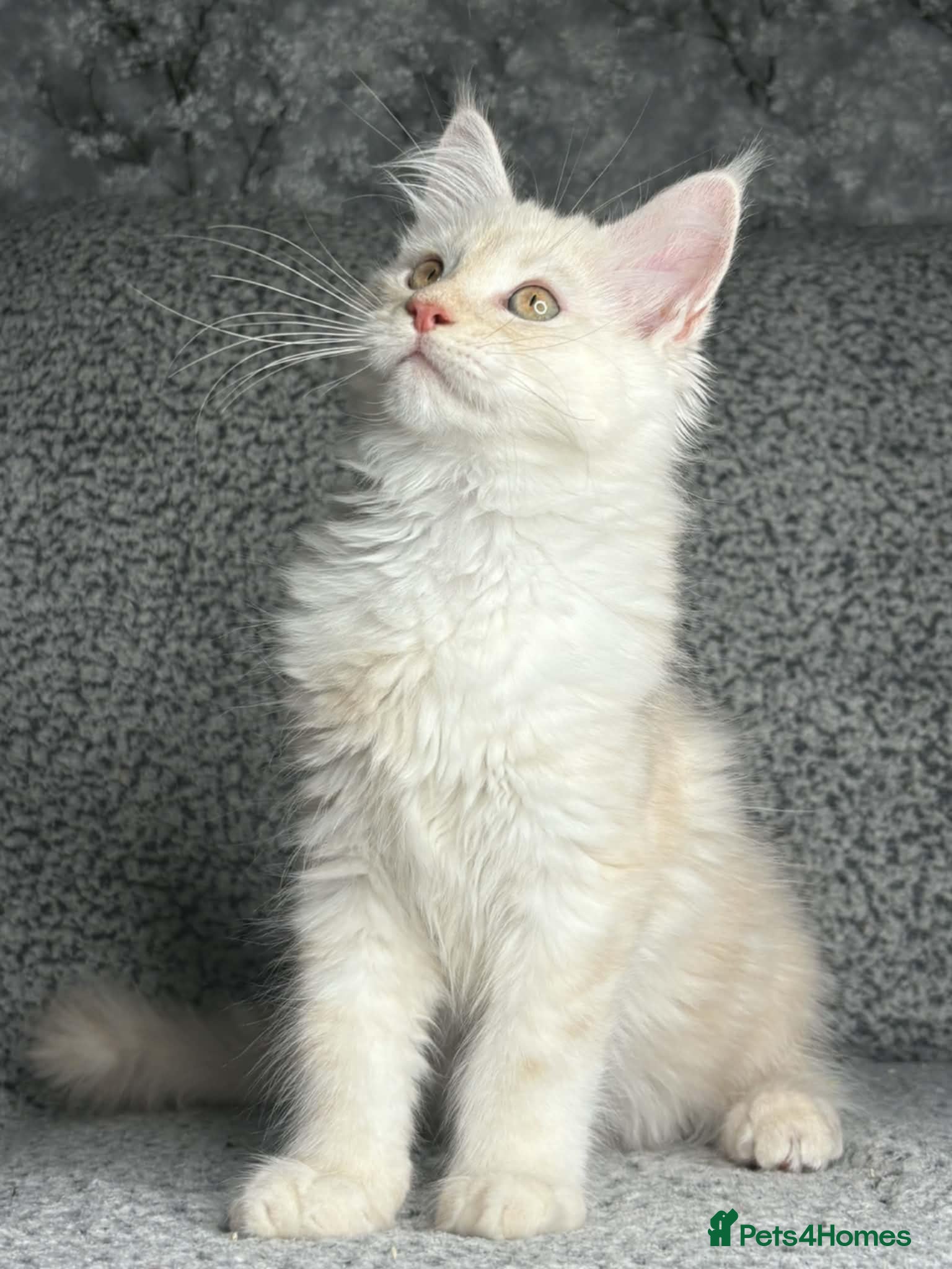 Maine Coon cats GCCF Registered Maine Coon Boys.  - Advert 1