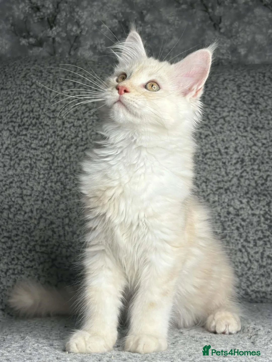 Maine Coon cats for sale: GCCF Registered Maine Coon Boys.  in Wednesbury - Advert 4