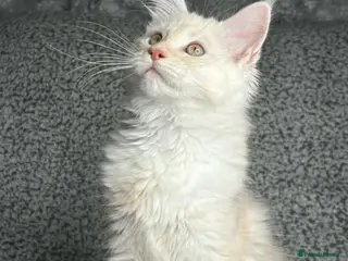 Maine Coon cats GCCF Registered Maine Coon Boys. - Advert 1