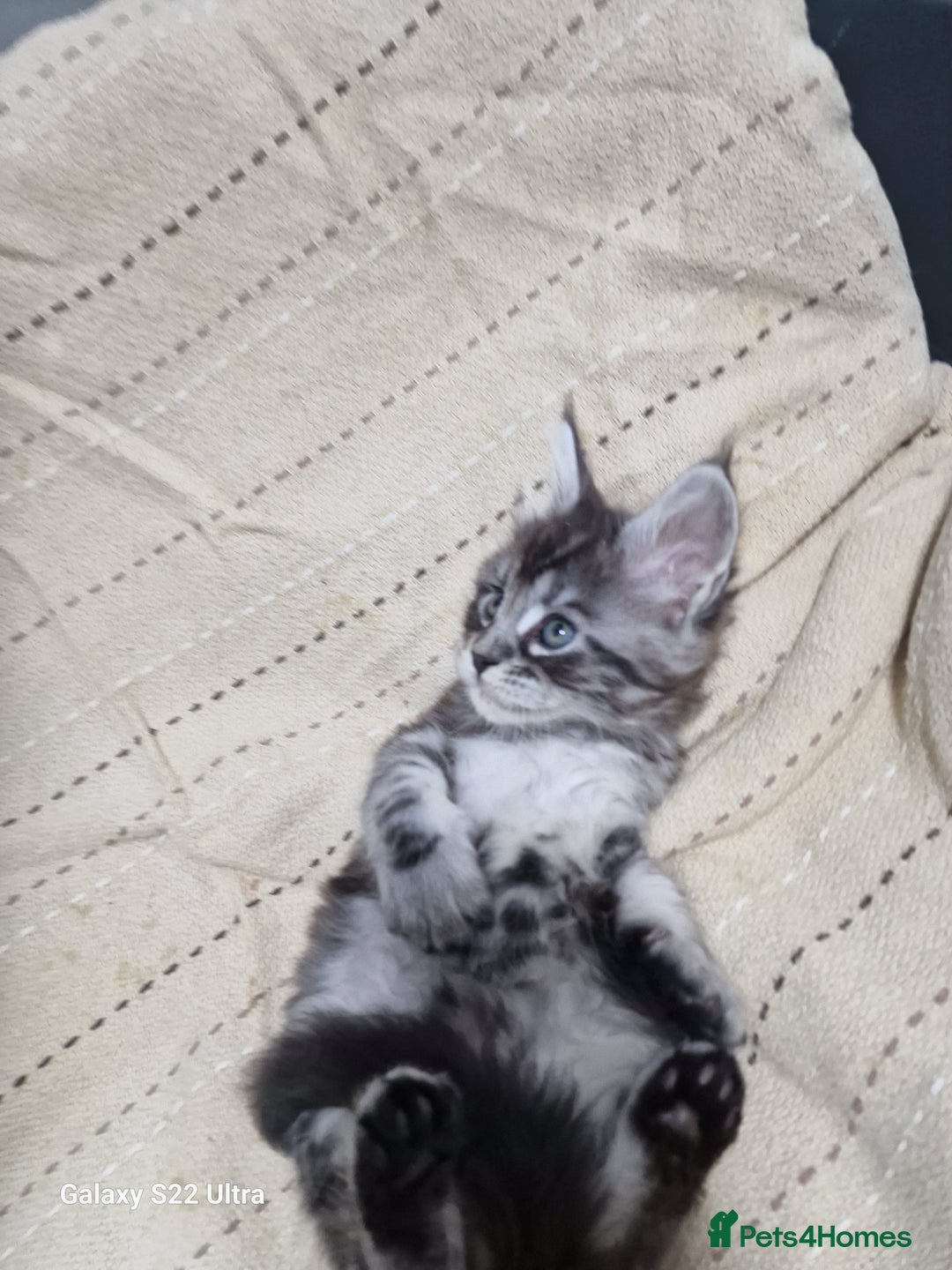 Maine Coon cats for sale: Pure Makne coon - Advert 16